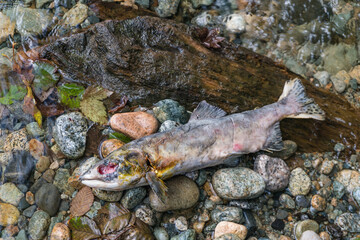 Dead salmon in the Stawamus River in British Columbia, Canada after the salmon run or salmon migration. These fish travel many miles upstream to lay their eggs or spawn before they die.