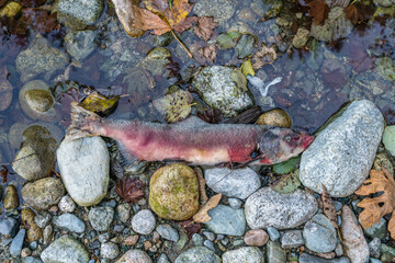  Dead salmon in the Stawamus River in British Columbia, Canada after the salmon run or salmon migration. These fish travel many miles upstream to lay their eggs or spawn before they die.