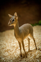 kirk´s dik-dik in nature park