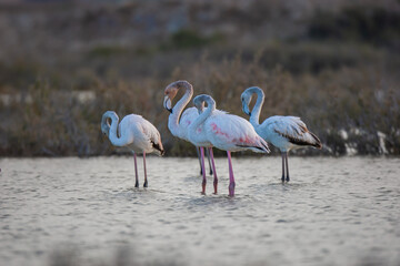 A group Greater Flamingo (Phoenicopterus roseus) in the lake, green background.