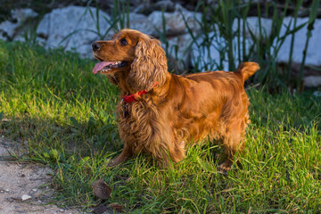 Perro Cocker Spaniel Inglés color canela