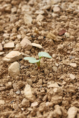 Small plant on agricultural land