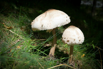 gros champignons blancs