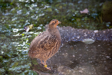 02.09.2021, GER, Bayern, Neuschönau: Rebhuhn (Perdix perdix) im Tierfreigelände im Nationalpark...