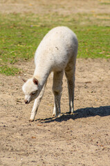 Lama © Asfodel