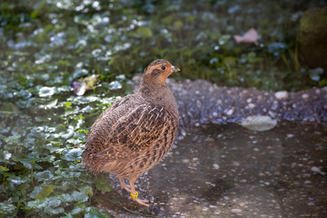 02.09.2021, GER, Bayern, Neuschönau: Rebhuhn (Perdix perdix) im Tierfreigelände im Nationalpark...