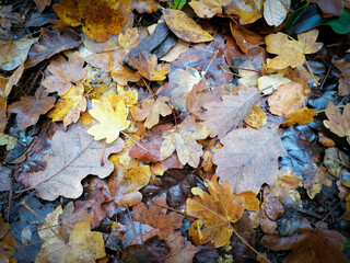 tapis de feuilles jaunes et marrons 