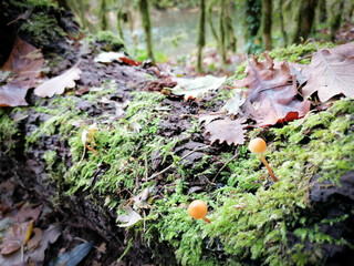 Obraz premium minis champignons sur un tronc