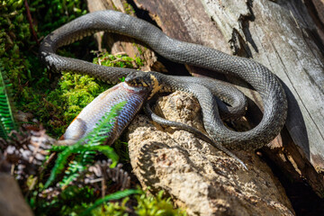02.09.2021, GER, Bayern, Neuschönau: Ringelnatter (Natrix natrix) im Tierfreigelände im Nationalpark Bayerischer Wald am Lusen.