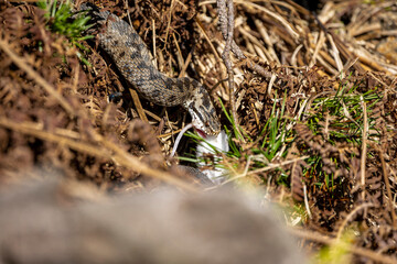 02.09.2021, GER, Bayern, Neuschönau: Kreuzotter (Vipera berus) im Tierfreigelände im Nationalpark Bayerischer Wald am Lusen.