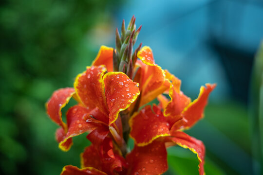Wassertropfen auf dem Blütenblatt einer Canna lily. 