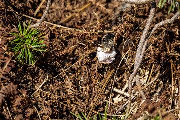 02.09.2021, GER, Bayern, Neuschönau: Kreuzotter (Vipera berus) im Tierfreigelände im Nationalpark Bayerischer Wald am Lusen.
