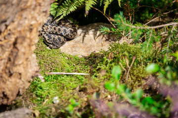 02.09.2021, GER, Bayern, Neuschönau: Kreuzotter (Vipera berus) im Tierfreigelände im Nationalpark Bayerischer Wald am Lusen.