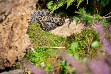 02.09.2021, GER, Bayern, Neuschönau: Kreuzotter (Vipera berus) im Tierfreigelände im Nationalpark Bayerischer Wald am Lusen.
