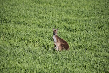 Wild Western Grey Kangaroo (Macropus fuliginosus) female with joey in pouch, South Australia - obrazy, fototapety, plakaty