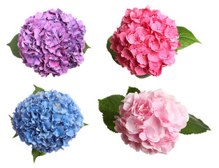 Set with delicate beautiful hortensia flowers on white background, top view