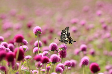 butterfly on flower
