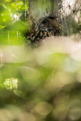 02.09.2021, GER, Bayern, Neuschönau: Uhu (Bubo bubo) im Tierfreigelände im Nationalpark...