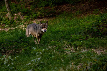 02.09.2021, GER, Bayern, Neuschönau: Wolf (Canis Lupus) im Tierfreigelände im Nationalpark Bayerischer Wald am Lusen.