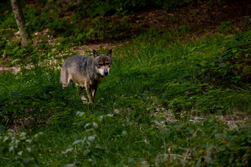 02.09.2021, GER, Bayern, Neuschönau: Wolf (Canis Lupus) im Tierfreigelände im Nationalpark Bayerischer Wald am Lusen.