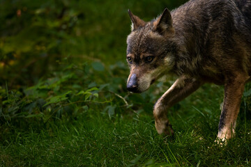02.09.2021, GER, Bayern, Neuschönau: Wolf (Canis Lupus) im Tierfreigelände im Nationalpark Bayerischer Wald am Lusen.