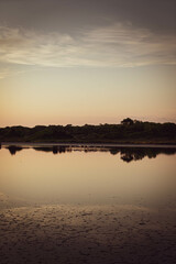 Schlafende Flamingos