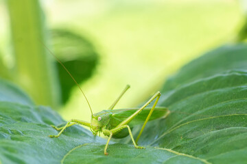 A green grasshopper on a large leaf of grass, in its natural environment.