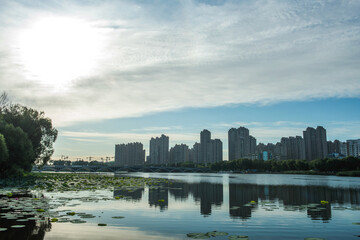 Obraz premium Waterfront city skyline over lotus Pond under blue sky and white clouds