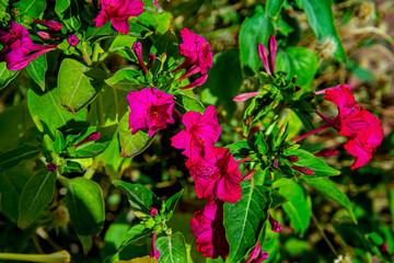 Ночная Красавица