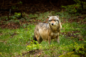 22.05.2020, GER, Bayern, Neuschönau: europäischer Wolf (Canis lupus lupus) im Tierfreigelände des Nationalparks bayerischer Wald.
