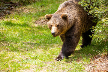 Fototapeta premium 22.05.2020, GER, Bayern, Neuschönau: europäischer Braunbär (Ursus arctos arctos) im Nationalpark bayerischer Wald.