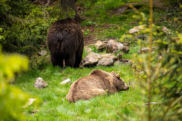 22.05.2020, GER, Bayern, Neuschönau: europäische Braunbären (Ursus arctos arctos), Männchen und Weibchen im Nationalpark bayerischer Wald.