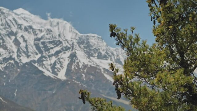 Highlands scene, green pine with big cones in front of snow mountain, blue sky, Nepal