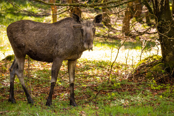 22.05.2020, GER, Bayern, Neuschönau: Elchkuh, Elch (Alces alces) im Tierfreigelände Nationalpark bayerischer Wald am Lusen