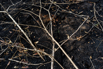 burnt branches