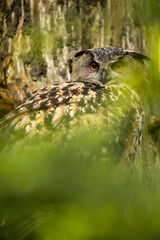 22.05.2020, GER, Bayern, Neuschönau: Uhu (Bubo bubo) im Nationalpark bayerischer Wald