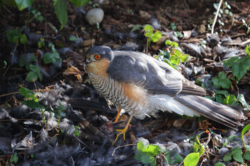 Sperber und Amsel / Eurasian sparrowhawk and Blackbird / Accipiter nisus et Turdus merula..