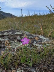 flowers in the mountains