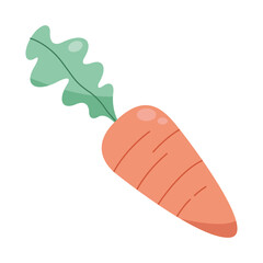 Isolated carrot vegetable