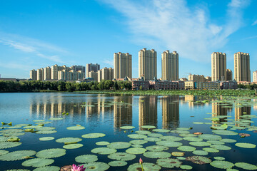 Waterfront city skyline over lotus Pond under blue sky and white clouds