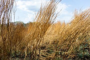 Obraz premium dried vegetation