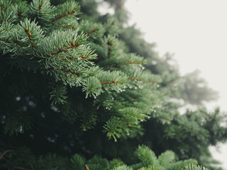 Rain drops on fir tree branch Rain drops. Nature background. Atmosphere of gloomy rainy day. Autumn concept