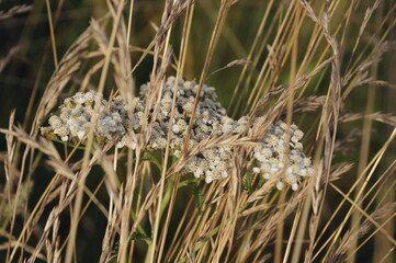 natural background of grass and flowers in fuzzy soft focus, tinted
