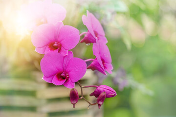 Naklejka na ściany i meble Orchid flower in orchid garden at winter or spring day. Orchid flower for postcard beauty and agriculture design. Beautiful orchid flower in garden, in full bloom in farm, on nature blur background