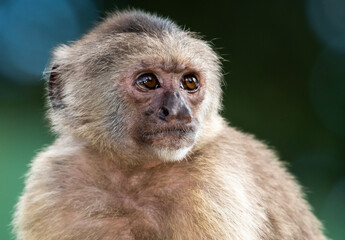 A head shot of a Wedge-capped Capuchin (Cebus olivaceus), or Weeper Capuchin with a blurred background and natural lighting.