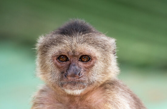 A head shot of a Wedge-capped Capuchin (Cebus olivaceus), or Weeper Capuchin with a blurred background and natural lighting.