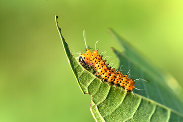 Larvae of the yellow thorn moth, an insect that inhabits wild plants
