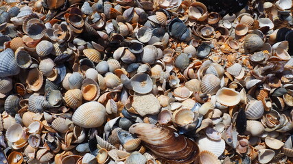 Shells from gastropods of bivalve molluscs. The Azov and Black seas, Golubitskaya. Seashells on the shore. Cerastoderma lamarcki, Hypanis colorata, Anadara inaequivalvis, Mytilus galloprovincialis © Julija