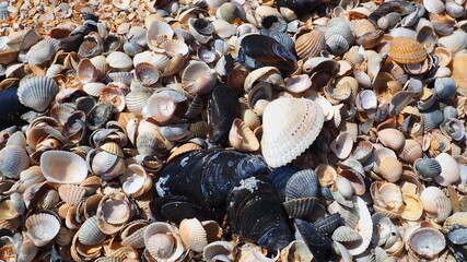 Shells from gastropods of bivalve molluscs. The Azov and Black seas, Golubitskaya. Seashells on the shore. Cerastoderma lamarcki, Hypanis colorata, Anadara inaequivalvis, Mytilus galloprovincialis © Julija