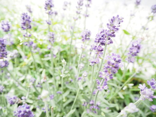 紫色の美しいラベンダーの花
